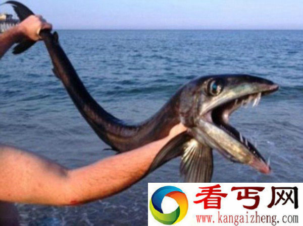 美海滩现嘴长獠牙恐怖怪鱼 有着大帆状的背鳍【图】