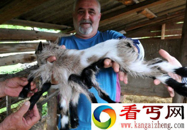 克罗地亚农场现一只雌雄同体 8腿奇异山羊【图】
