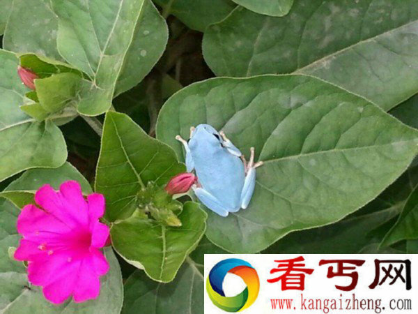 韩国发现天蓝色奇异青蛙 属于基因突变【图】
