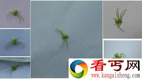 最像人的蜘蛛人面蜘蛛咬死大头蛇