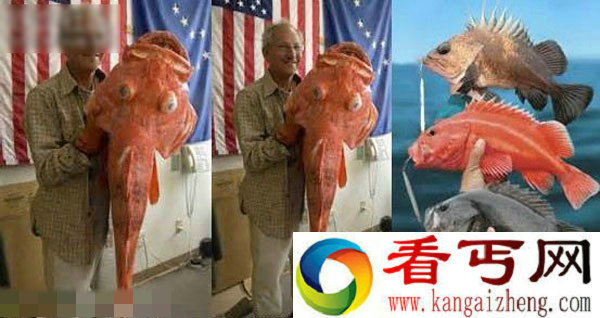 阿拉斯加捕获巨型岩鱼 长41英寸破记录