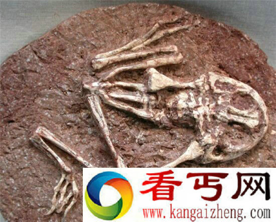 远古巨兽大复活谁才是王者?恐龙竟成魔鬼蛙盘中餐