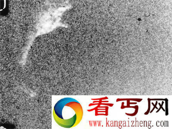 尼斯湖水怪真相 尼斯湖水底隐藏巨大沟壑或生活远古巨兽