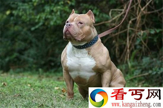 全世界十大最凶猛的狗排行 藏獒仅排第二