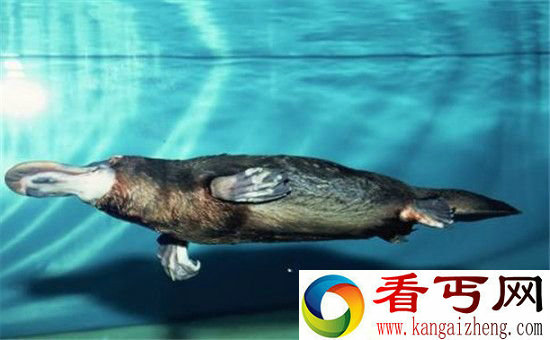 十大恐怖动物杀手 海豚竟然“激情杀人”