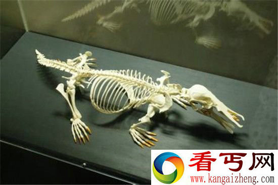 十大恐怖动物杀手 海豚竟然“激情杀人”