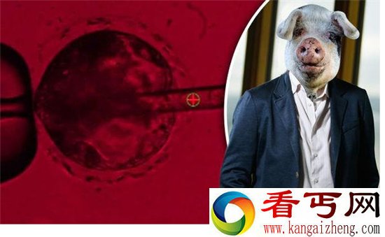 人猪嵌合体实验 将培育出像人一样高智慧的猪