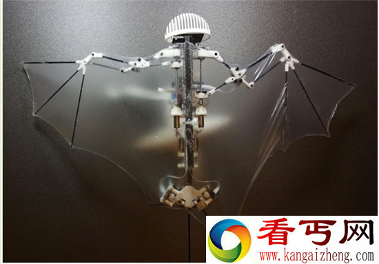 93克的蝙蝠机器人 执行搜索和救援任务