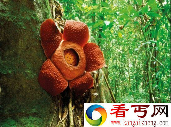 食人花