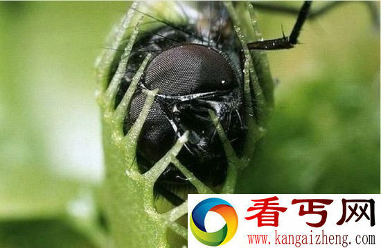 食肉植物捕捉的小昆虫