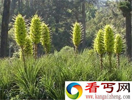 恐怖食人树竟可虐杀动物!世界8大恐怖植物