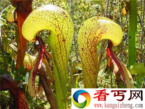 恐怖食人树竟可虐杀动物!世界8大恐怖植物