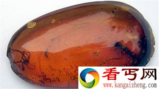 隐藏在琥珀中的十大史前发现 距今1.4亿年