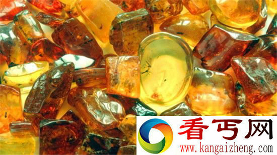 隐藏在琥珀中的十大史前发现 距今1.4亿年