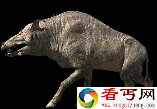 四大恐怖原始猪类盘点 远古巨猪可战剑齿虎
