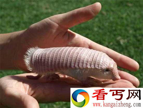 好神奇32种奇珍异兽,绝大多数你都没见过