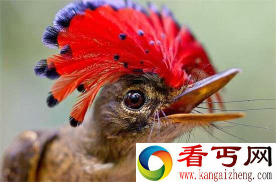 好神奇32种奇珍异兽,绝大多数你都没见过