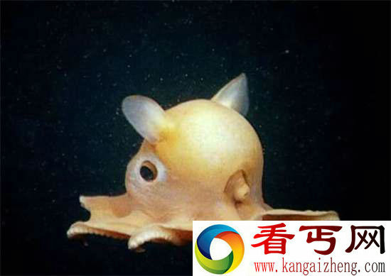 好神奇32种奇珍异兽,绝大多数你都没见过