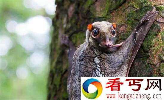 好神奇32种奇珍异兽,绝大多数你都没见过