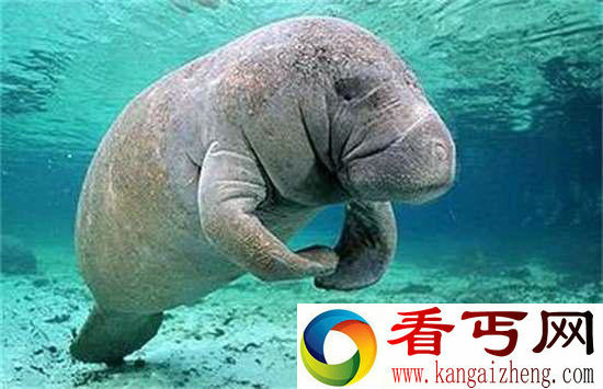 好神奇32种奇珍异兽,绝大多数你都没见过