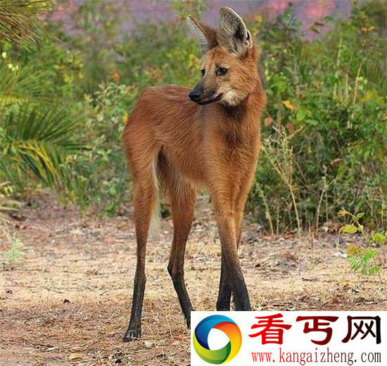 好神奇32种奇珍异兽,绝大多数你都没见过