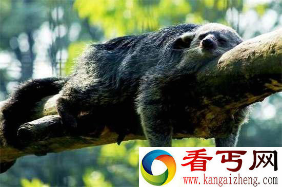 好神奇32种奇珍异兽,绝大多数你都没见过