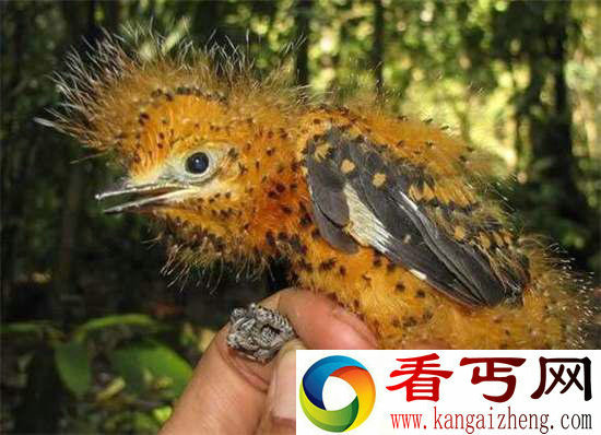 好神奇32种奇珍异兽,绝大多数你都没见过