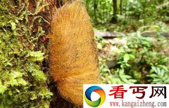 好神奇32种奇珍异兽,绝大多数你都没见过