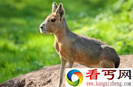 好神奇32种奇珍异兽,绝大多数你都没见过