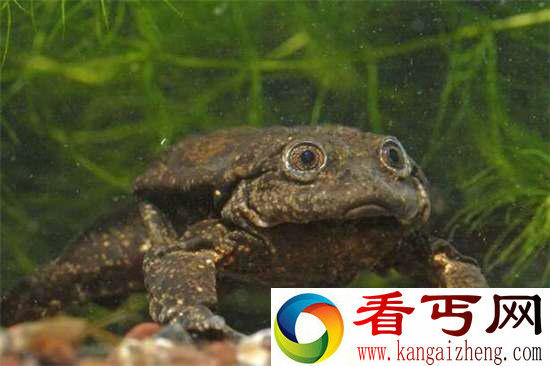 好神奇32种奇珍异兽,绝大多数你都没见过