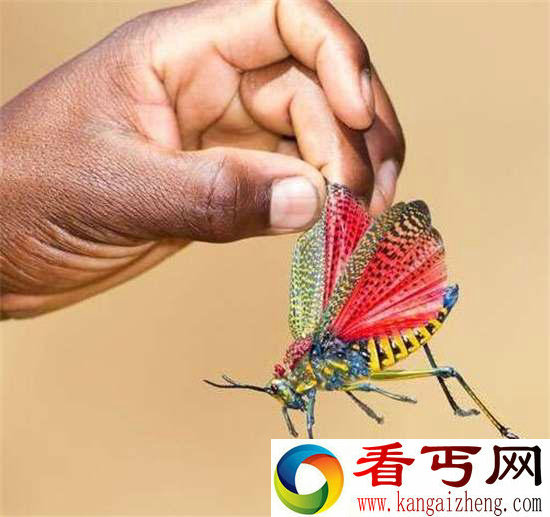 好神奇32种奇珍异兽,绝大多数你都没见过