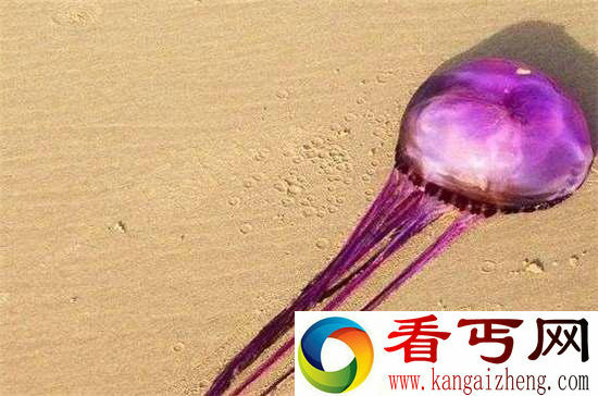 好神奇32种奇珍异兽,绝大多数你都没见过
