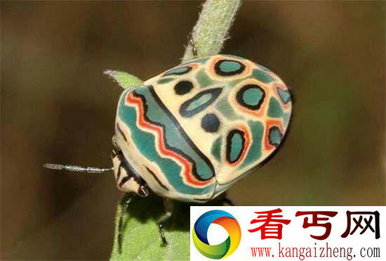 好神奇32种奇珍异兽,绝大多数你都没见过