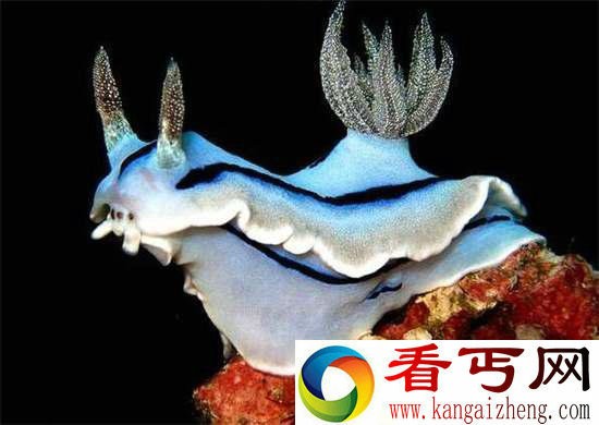 好神奇32种奇珍异兽,绝大多数你都没见过