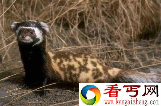 好神奇32种奇珍异兽,绝大多数你都没见过