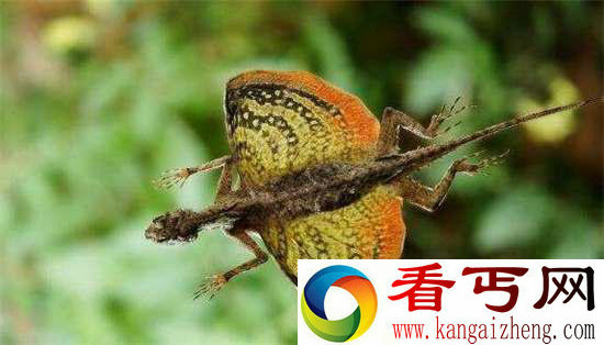 好神奇32种奇珍异兽,绝大多数你都没见过