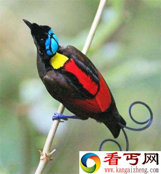 好神奇32种奇珍异兽,绝大多数你都没见过