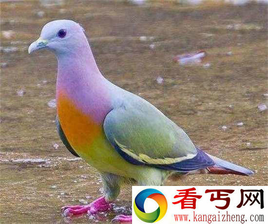 好神奇32种奇珍异兽,绝大多数你都没见过