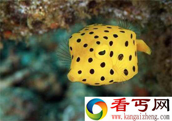 好神奇32种奇珍异兽,绝大多数你都没见过