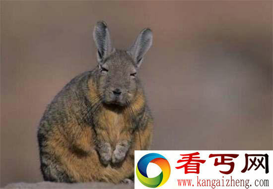 好神奇32种奇珍异兽,绝大多数你都没见过