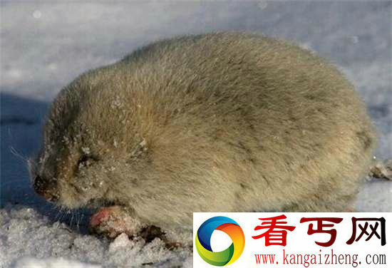 好神奇32种奇珍异兽,绝大多数你都没见过