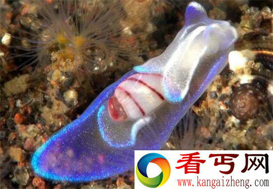 好神奇32种奇珍异兽,绝大多数你都没见过