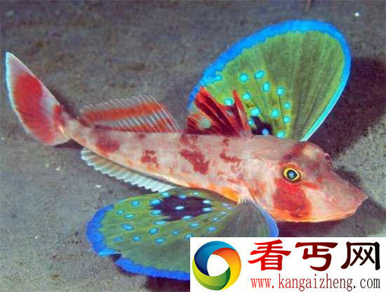 好神奇32种奇珍异兽,绝大多数你都没见过