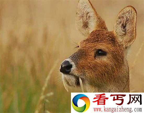 好神奇32种奇珍异兽,绝大多数你都没见过