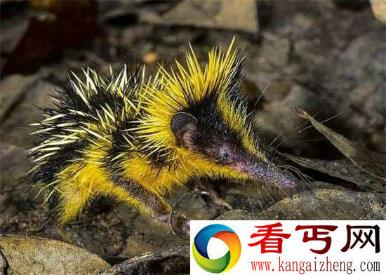 好神奇32种奇珍异兽,绝大多数你都没见过