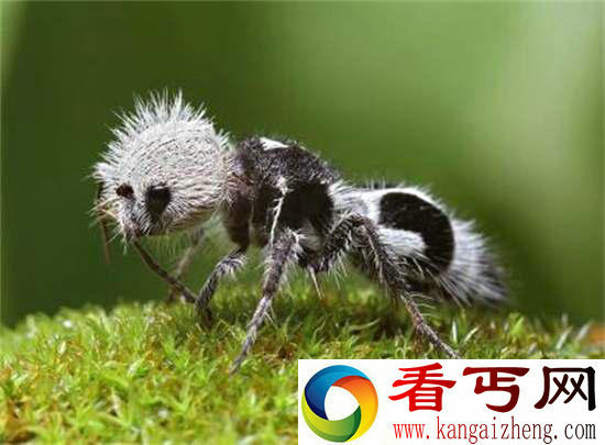 好神奇32种奇珍异兽,绝大多数你都没见过