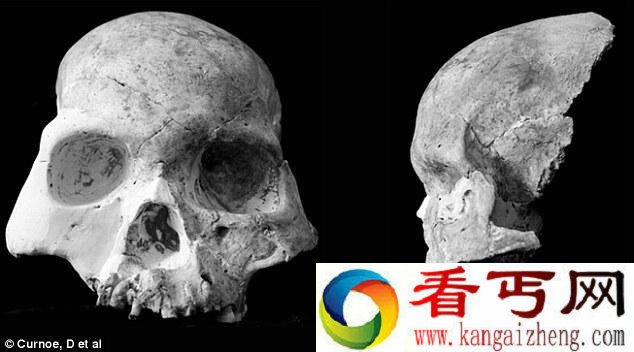 如果它没有灭绝,很可能是日本人的祖先