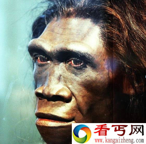 如果它没有灭绝,很可能是日本人的祖先