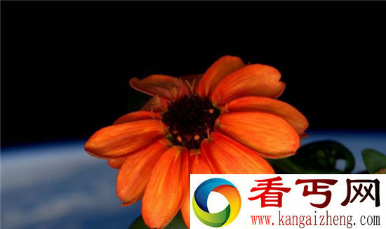 大白菜竟是中国最先进行太空旅行的生物!