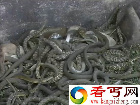 古代十大酷刑之虿盆用活人喂食毒虫